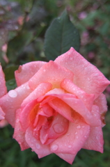 2014/06/29_雨上がりの伊奈バラ園