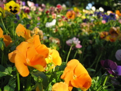 2016/05/04_飛鳥山公園の花壇