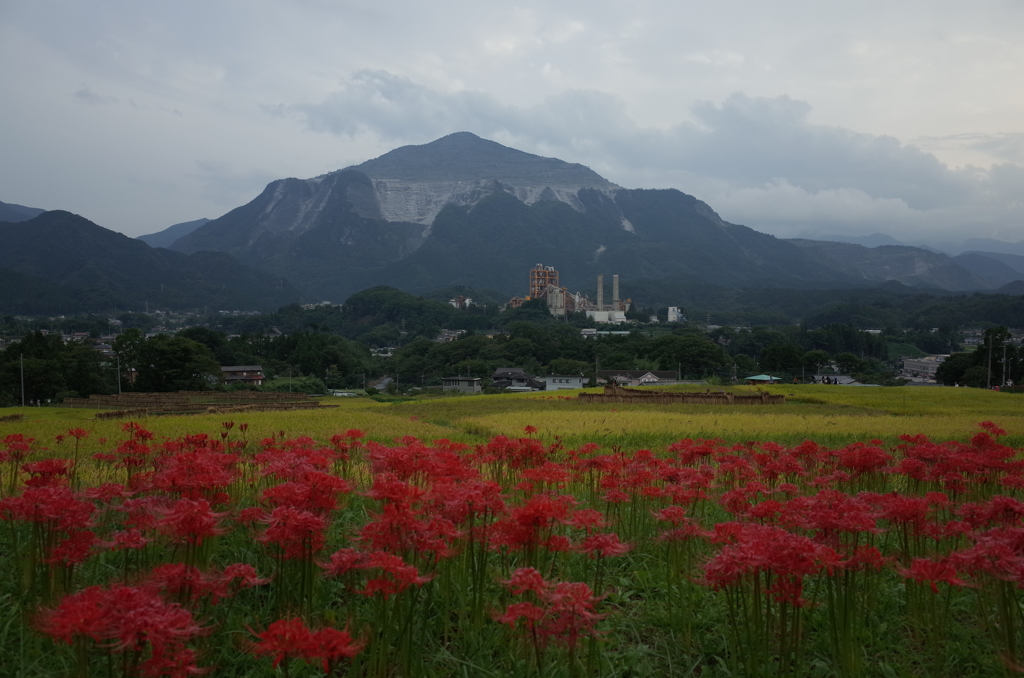 2015/09/21_寺坂棚田の彼岸花と武甲山