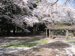 2019/04/06_氷川児童公園の桜