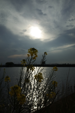 2016/04/18_曇天の溜め池と菜の花