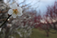 2016/02/28_花の丘農林公苑の白梅