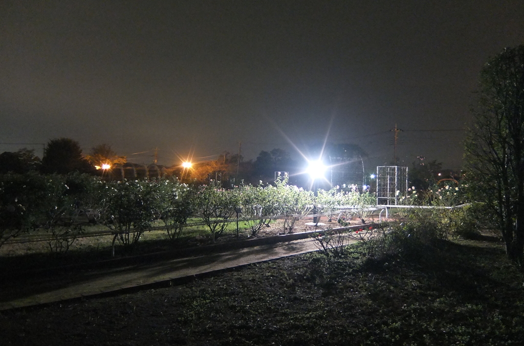2014/11/08_夜の伊奈バラ園