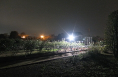 2014/11/08_夜の伊奈バラ園