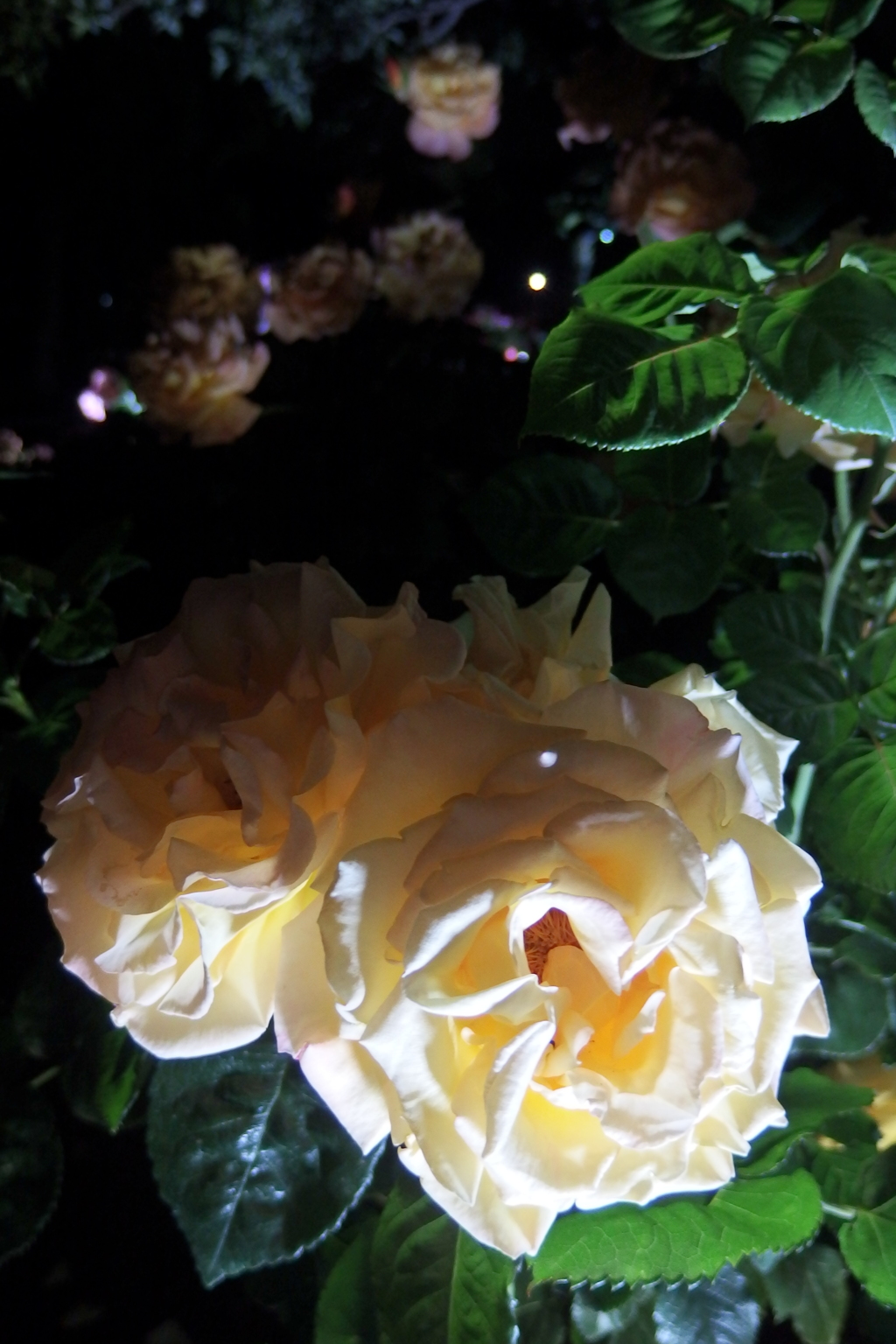 2015/05/17_夜の伊奈バラ園