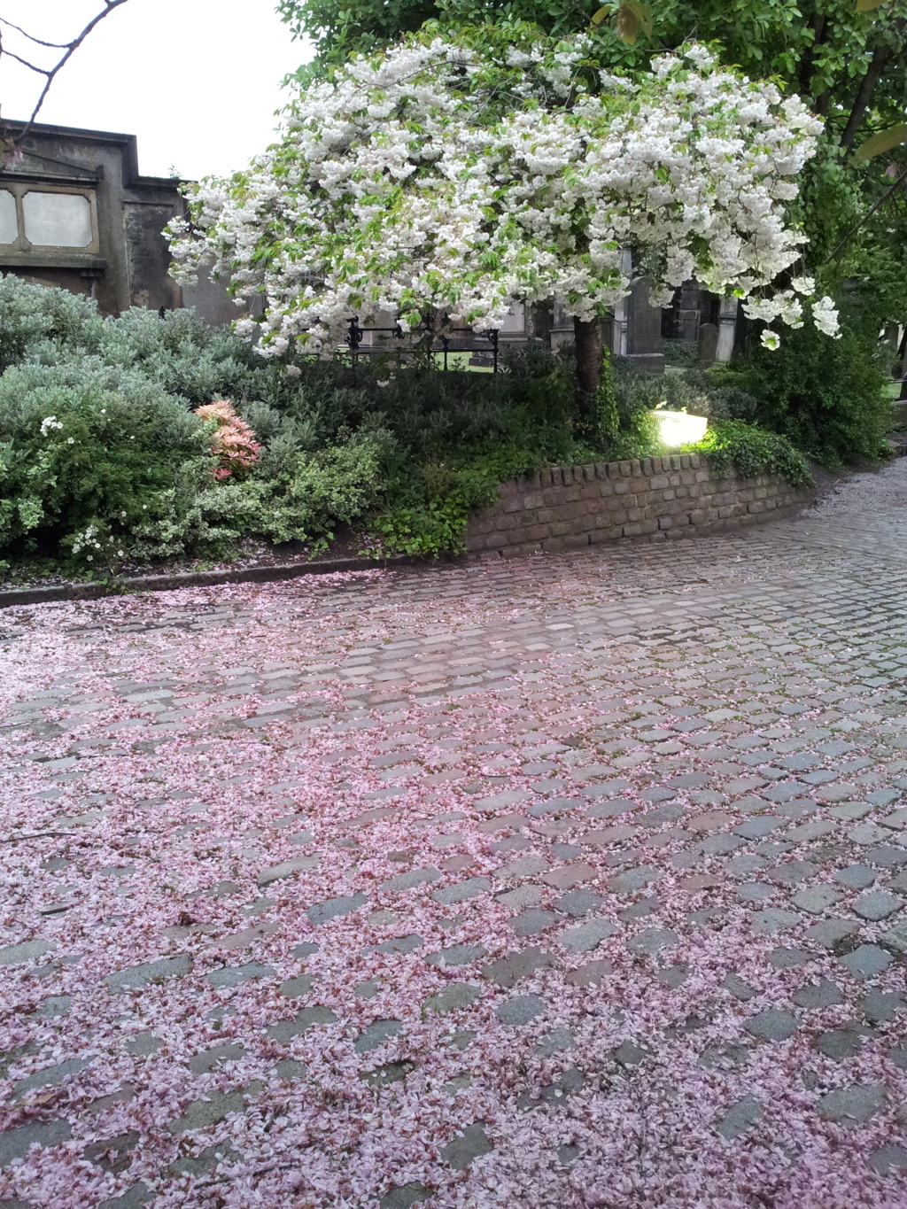 2016/05/20_キャノンゲート教会の花