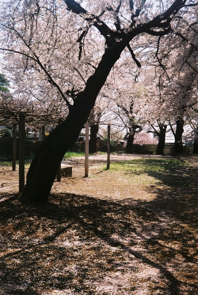 2019/04/06_氷川児童公園の桜