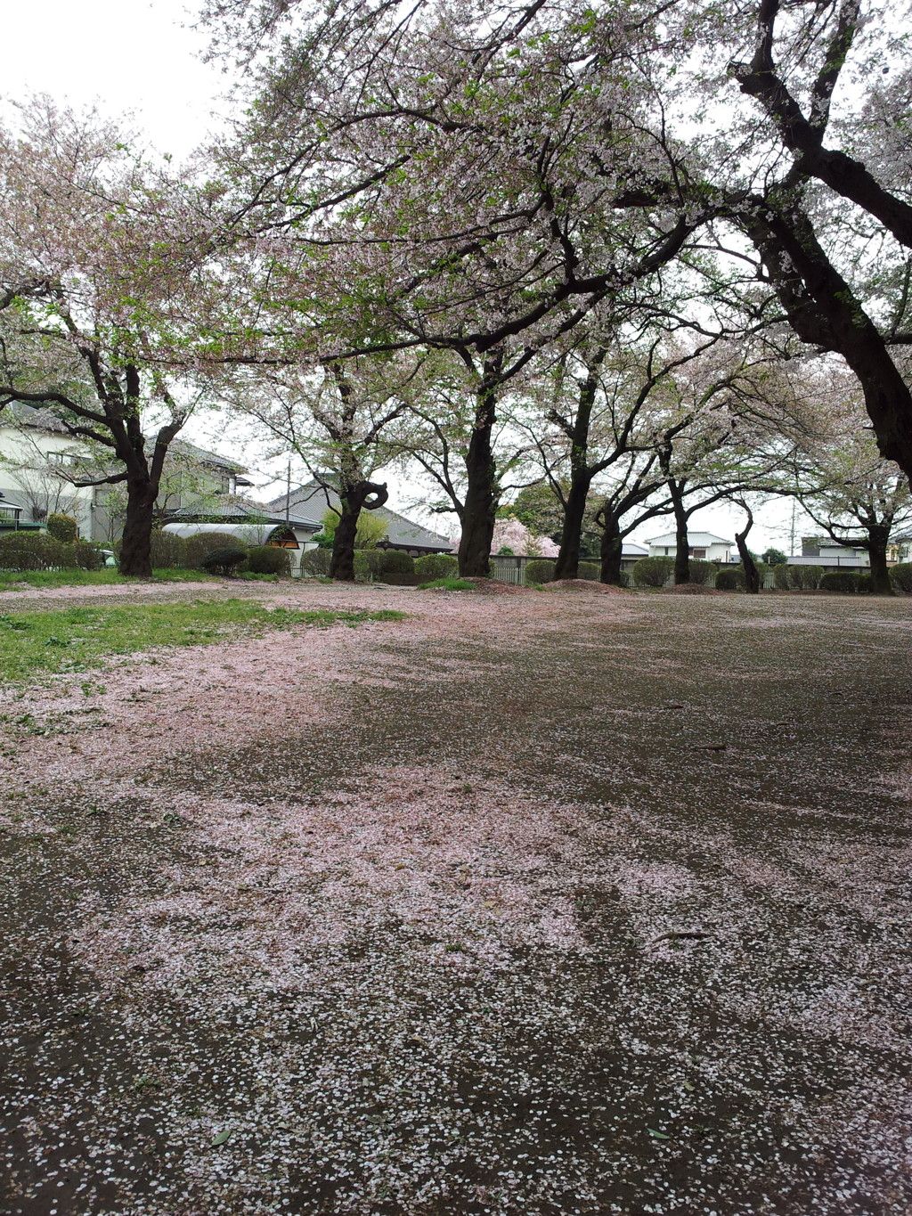 2016/04/10_氷川児童公園の桜