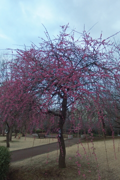 2016/02/28_花の丘農林公苑の枝垂れ梅