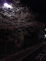 2017/04/10_伊奈中の夜桜