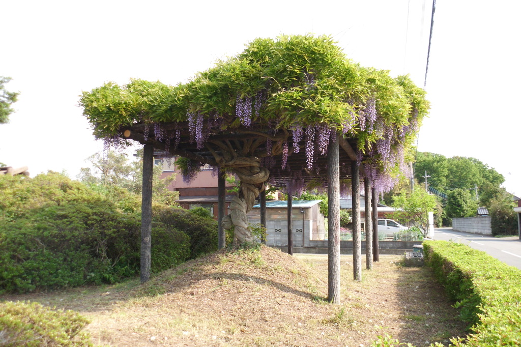 2014/05/03_藤棚