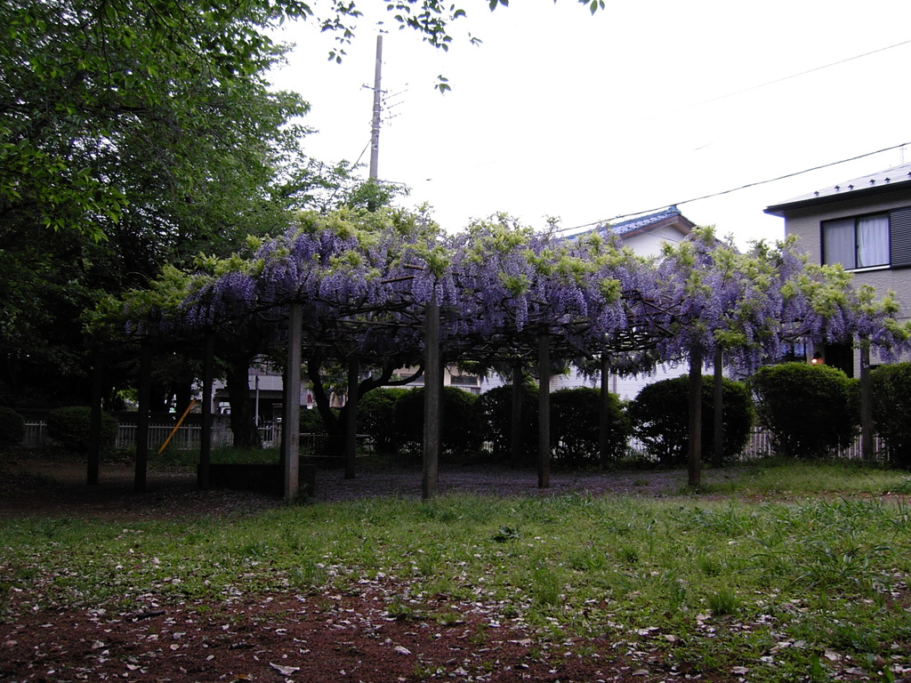 2017/05/03_氷川児童公園の藤