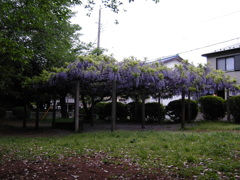 2017/05/03_氷川児童公園の藤