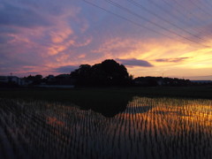 2017/06/25_水田の夕暮れ