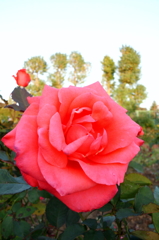 2015/10/18_伊奈バラ園の薔薇