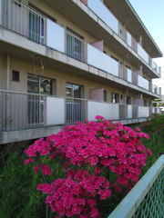 2017/05/04_誰もいない団地に咲くつつじ