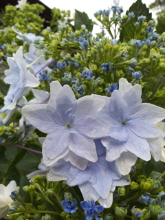 2018/06/16_天神山の紫陽花