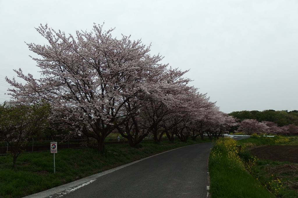 2016/04/10_見沼代用水の桜と菜の花