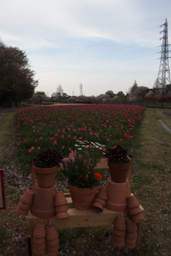 2016/04/09_花の丘農林公苑のチューリップ