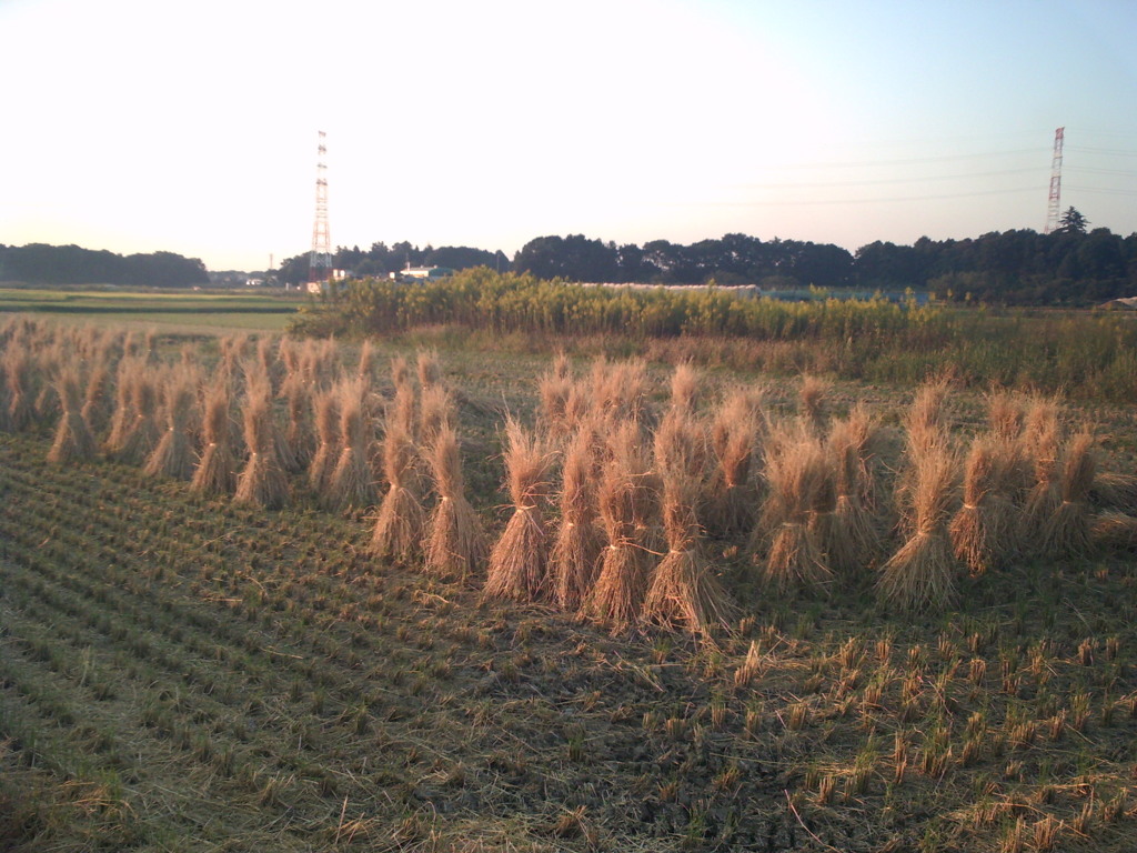 2016/10/15_夕暮れの田んぼ