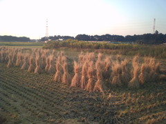 2016/10/15_夕暮れの田んぼ