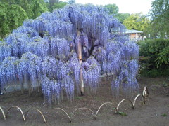2017/05/01_あしかがフラワーパークの藤