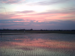 2015/05/24_水田の夕暮れ