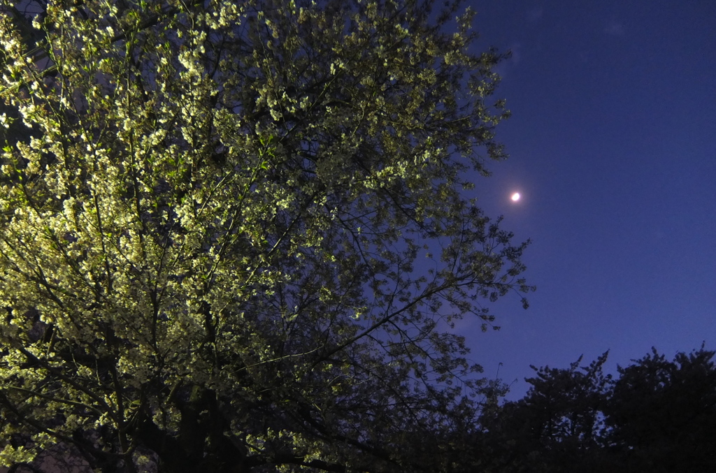 2014/04/05_夜桜と月