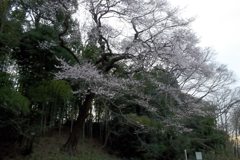 2016/03/26_北本自然観察公園のエドヒガンザクラ