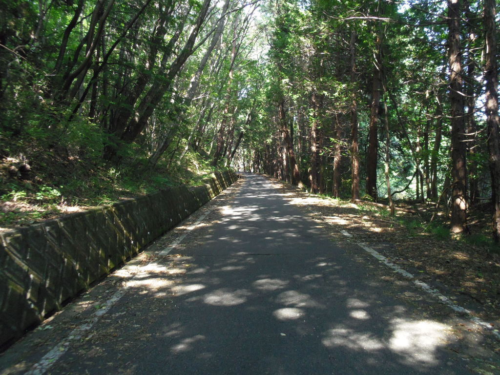 2017/09/10_木漏れ日の林道