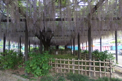 2016/05/07_玉敷公園の藤
