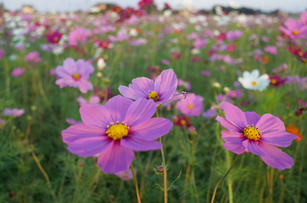 2014/10/19_コスモス畑
