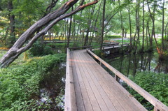 2014/06/14_伊奈町制施行記念公園の池