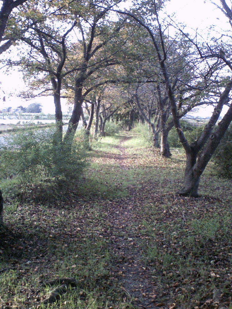2015/09/23_散歩道
