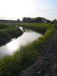 2017/04/16_元荒川の菜の花