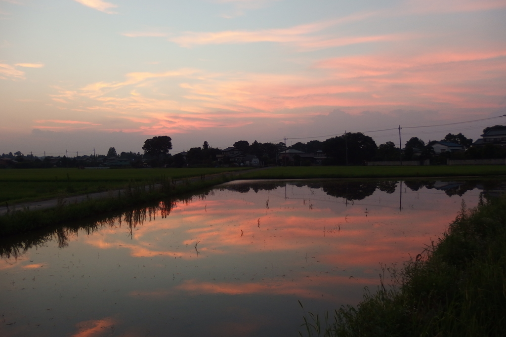 2015/07/25_水田の夕暮れ