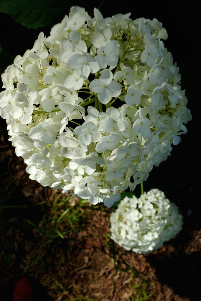 2014/06/15_伊奈アジサイ園
