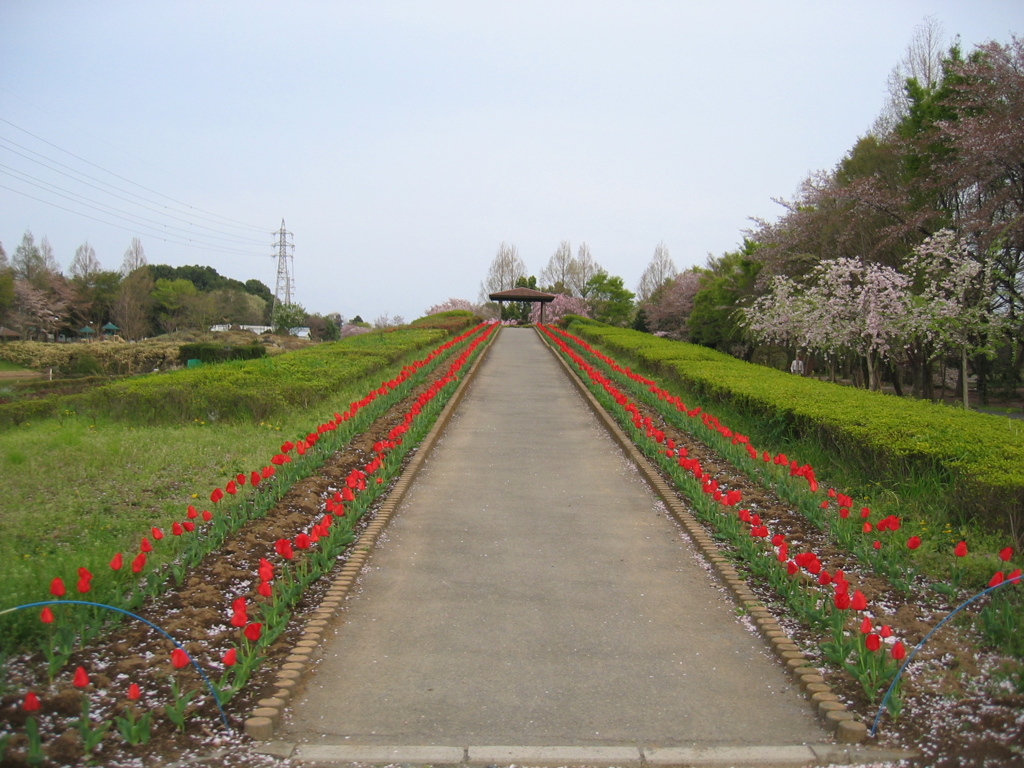2016/04/09_花の丘農林公苑のチューリップ