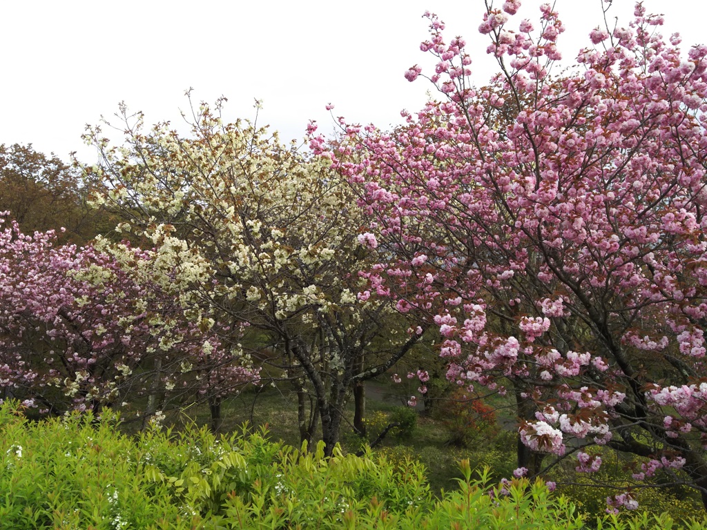 2018/04/16_美の山公園の花