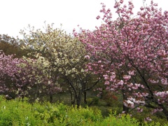 2018/04/16_美の山公園の花