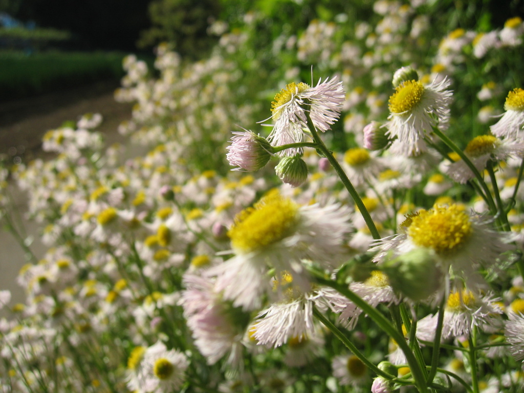 2017/05/04_春紫菀?