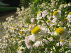 2017/05/04_春紫菀?