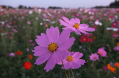 2014/10/18_コスモス畑