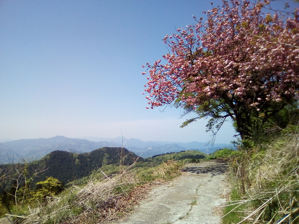 2018/04/22_登谷高原牧場の桜と秩父の山々