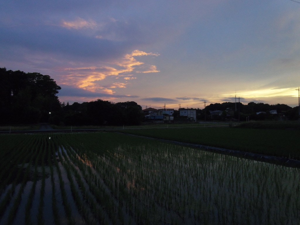2017/06/25_水田の夕暮れ