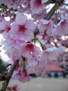 2016/03/27_放光寺の桜
