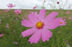 2014/09/27_コスモス