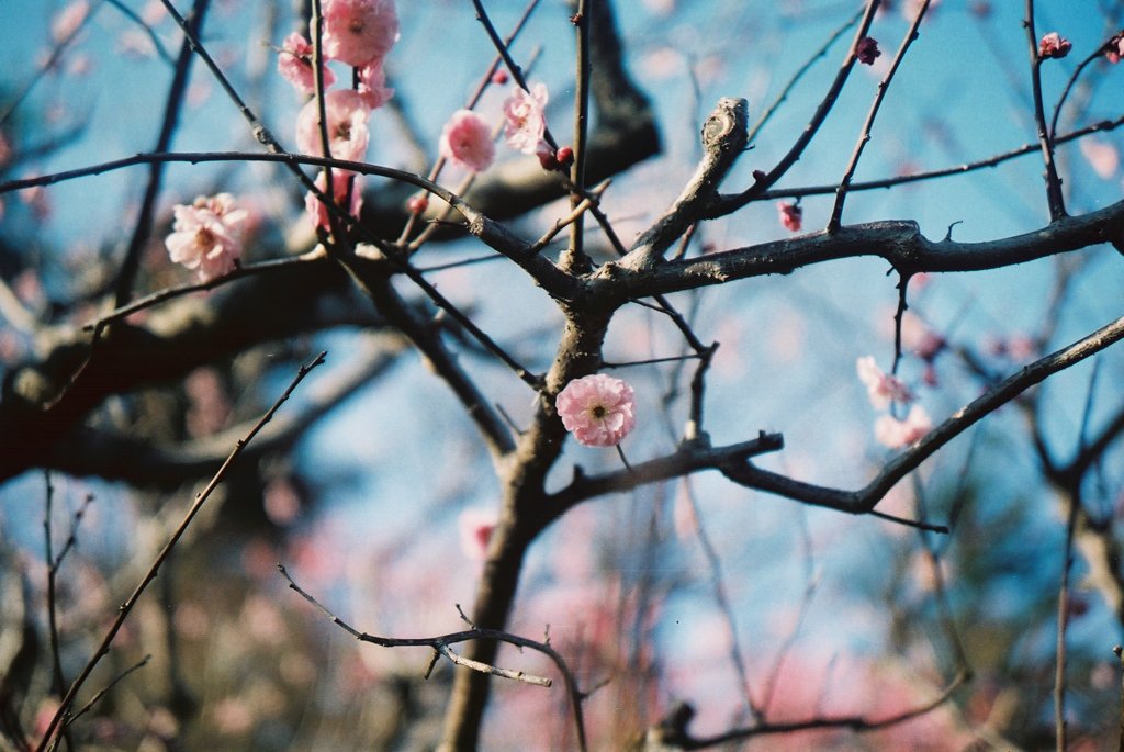 2016/03/20_農林公園の梅（楊貴妃）