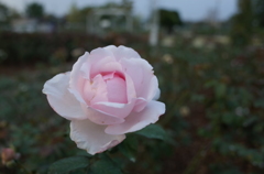 2014/10/12_伊奈バラ園の薔薇