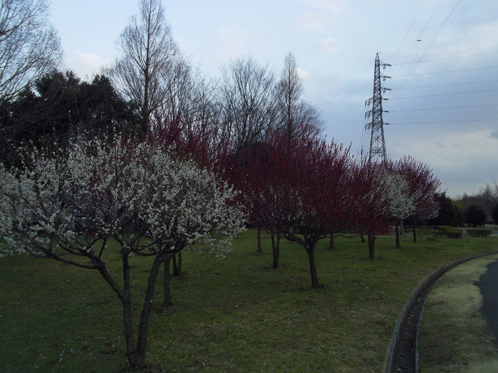 2016/02/28_花の丘農林公苑の紅白梅